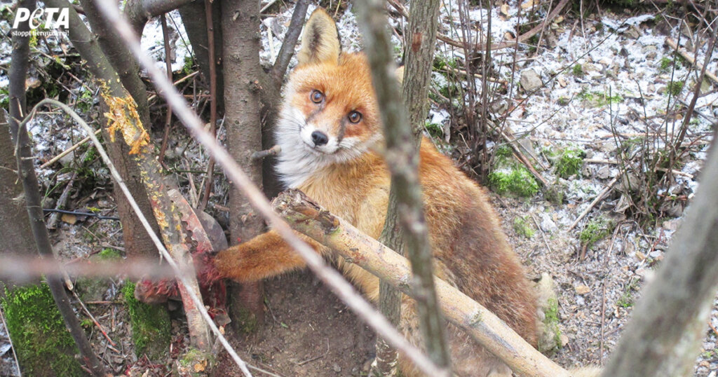 Fuchs steckt mit der blutigen Pfote in einer Falle