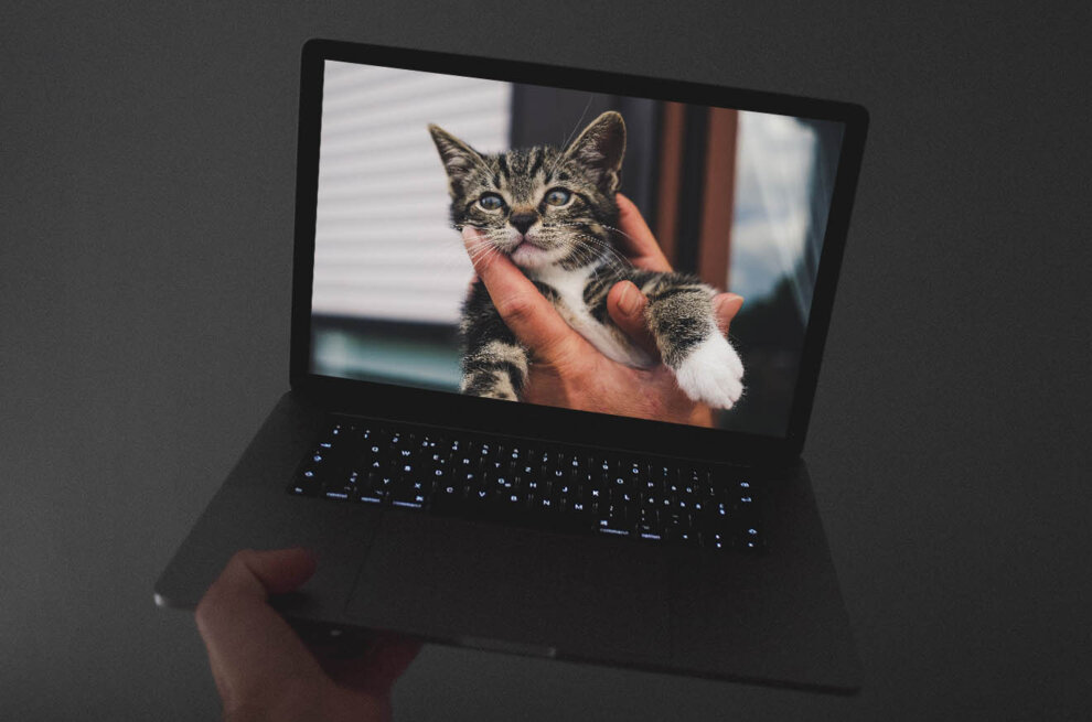 Video einer Katze laeuft auf dem Laptop