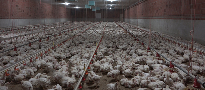 Geflügel und Eier – Erzeugnisse des industriellen Missbrauchs von Hühnern
