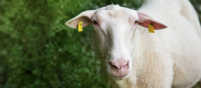 Tierquälerei melden: Seien Sie ein Held für die Tiere!