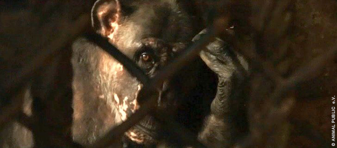 Wedemark: Affen aus winzigem Verschlag in Privathaltung gerettet