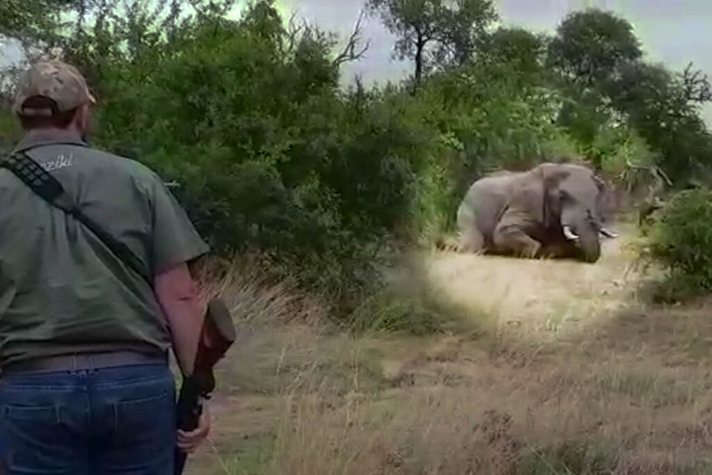 Trophaenjaeger vor einem Elefant