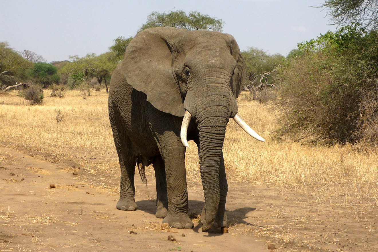 Ein Elefant läuft in der Savanne