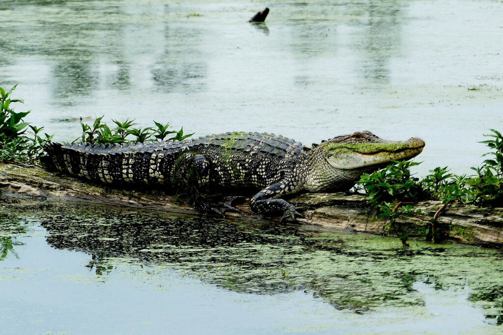 Alligator