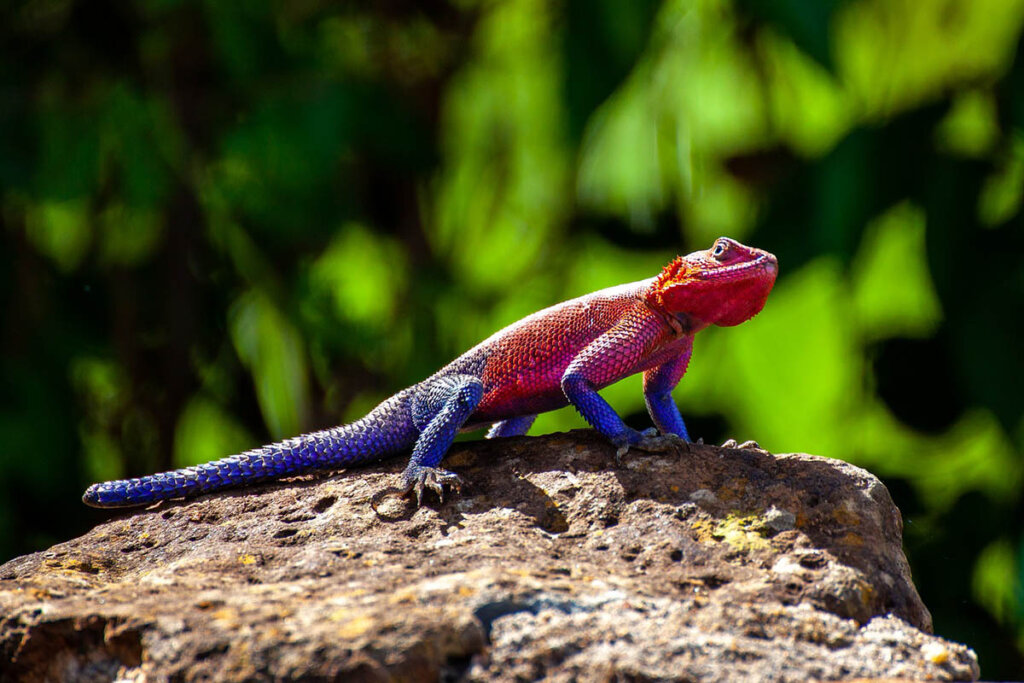 Buntes Chameleon