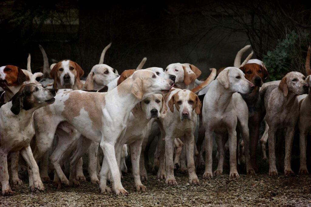 Rudel von Hunden