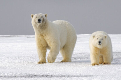 Zwei Eisbaeren laufen im Schnee.