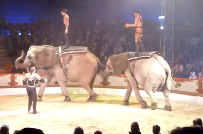 Elefanten in Zirkusmanege
