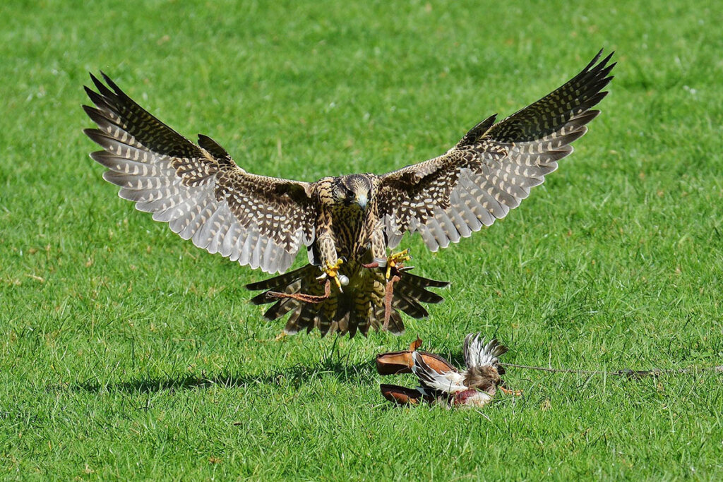 Falke greift nach einer Beute