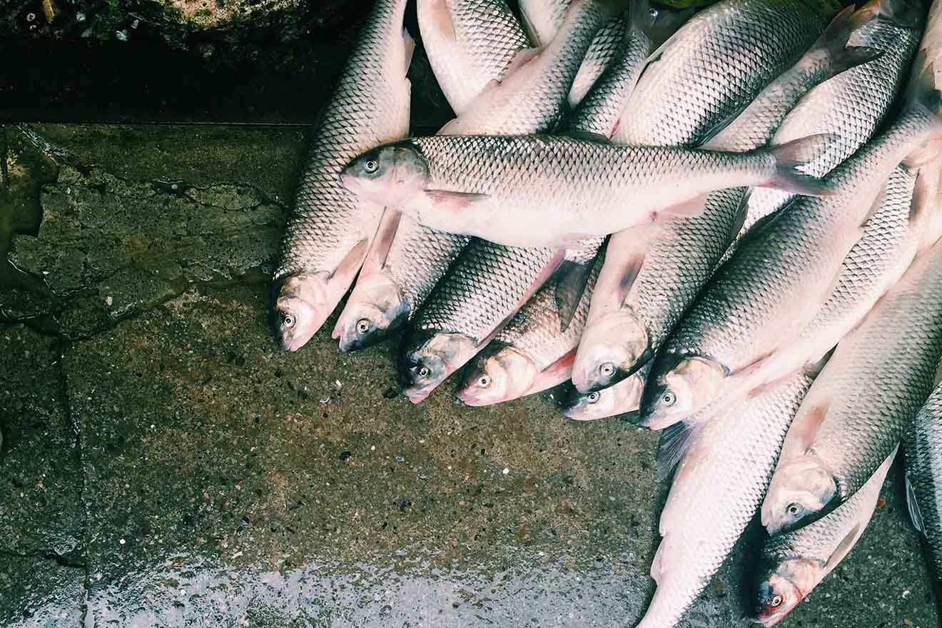 Lebende Fische in Müll geworfen: Augenzeuge meldet Tierquälerei