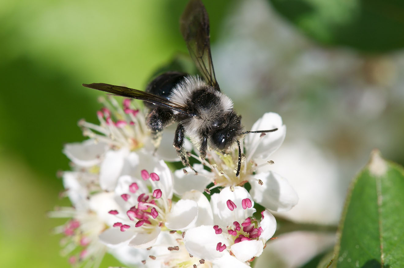 7 Wege, Bienen zu helfen: Bienenfreundliche Blumen pflanzen & Co.