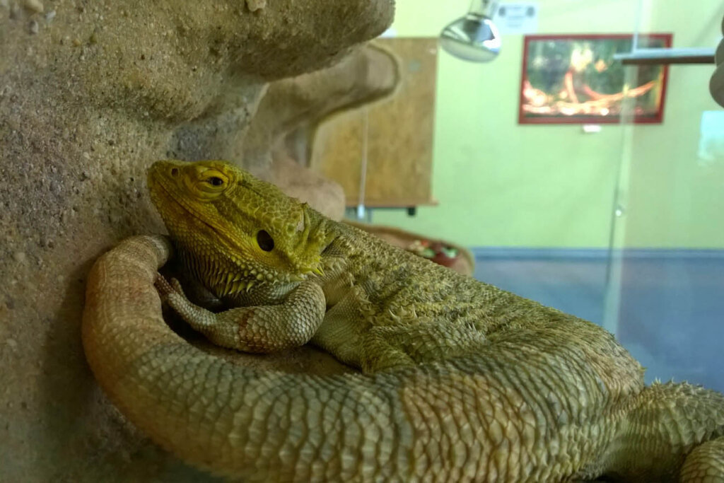 Gecko im Terrarium