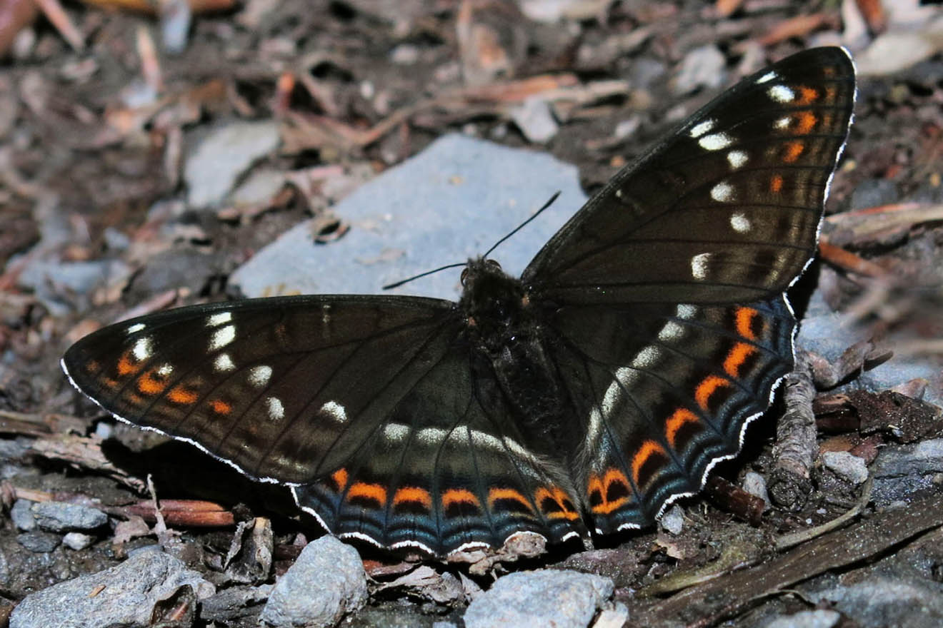 Ein Schmetterling sitzt auf Unterholz