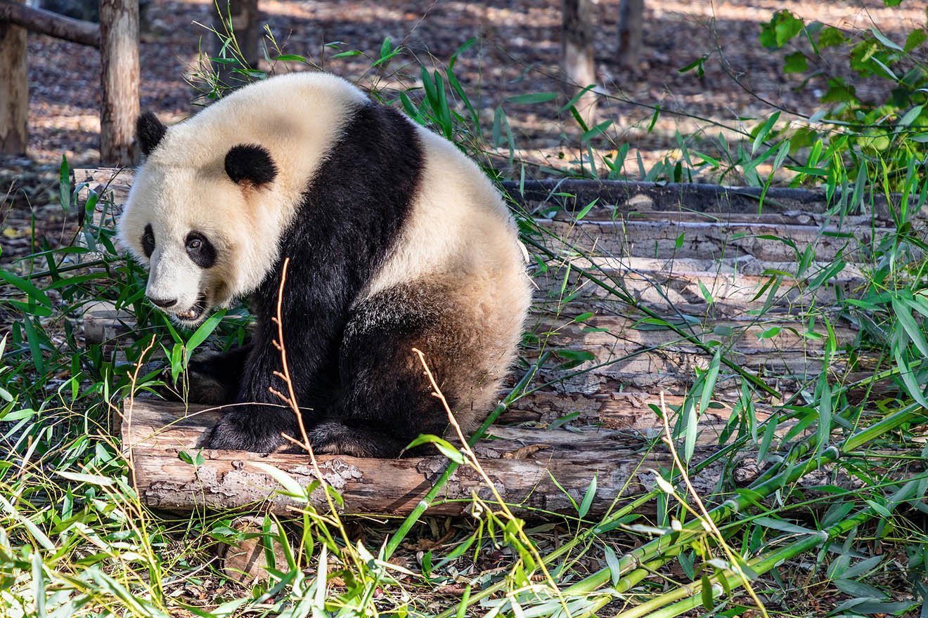 Ein Panda sitzt im Bambuswald