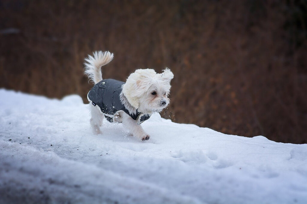 Hund mit Winterjacke