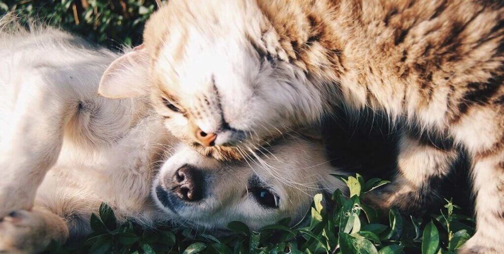 Hund und Katze liegen auf der Wiese
