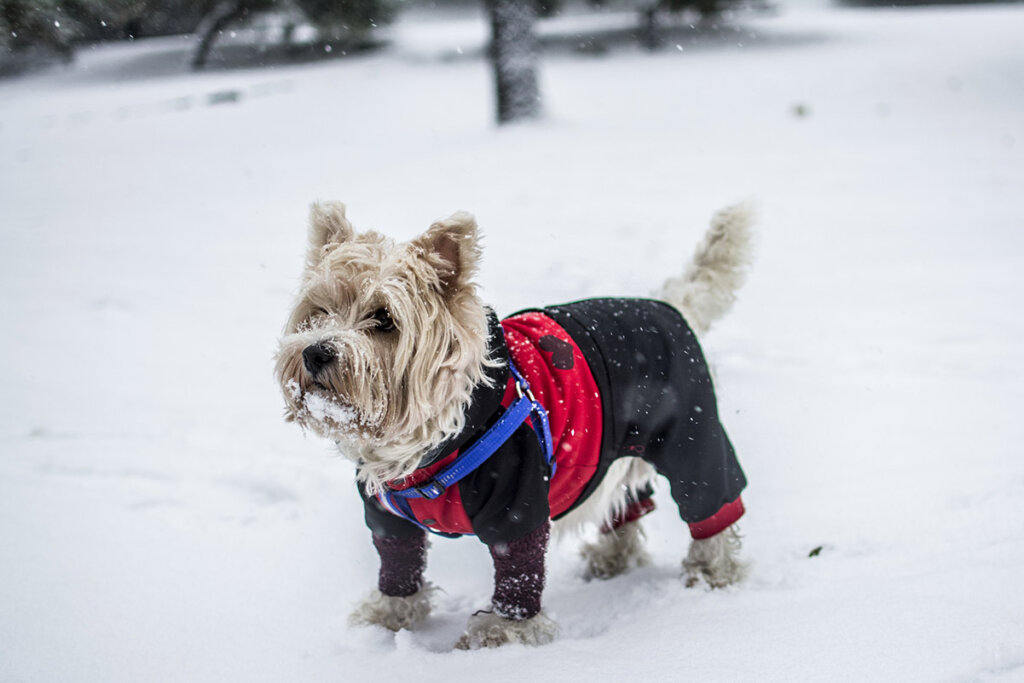 Hund mit Overall