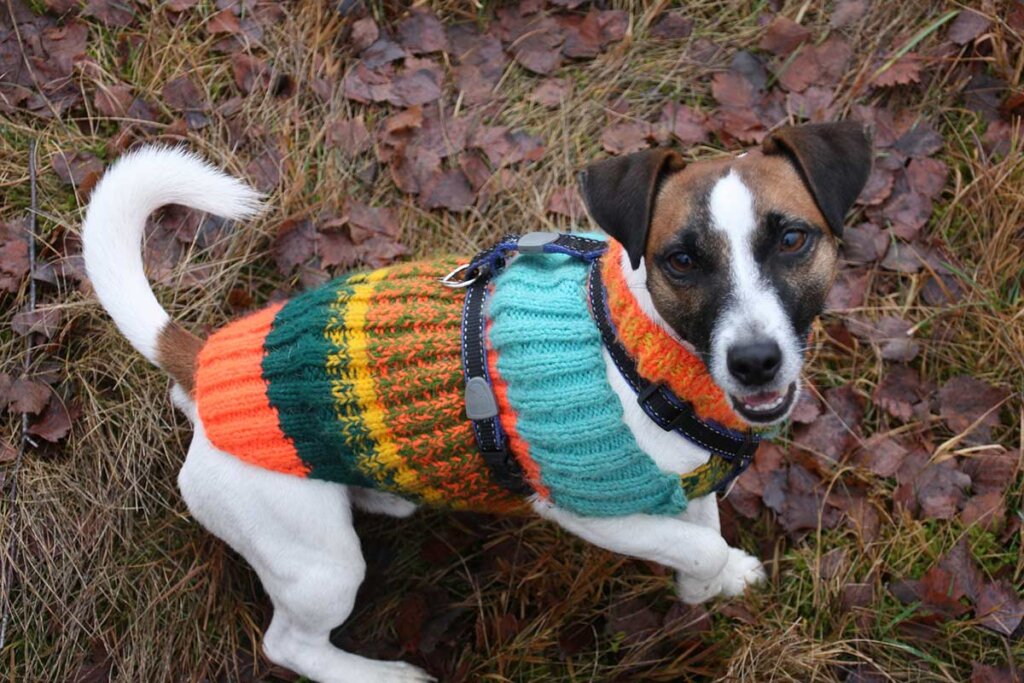 Hund mit Pullover