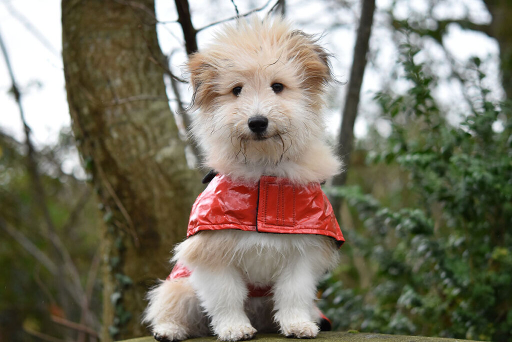 Hund mit Regenjacke