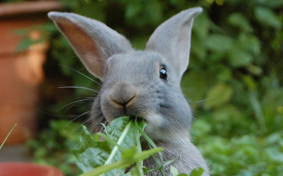 Die richtige Ernährung von Kaninchen | Alle Infos und Tipps