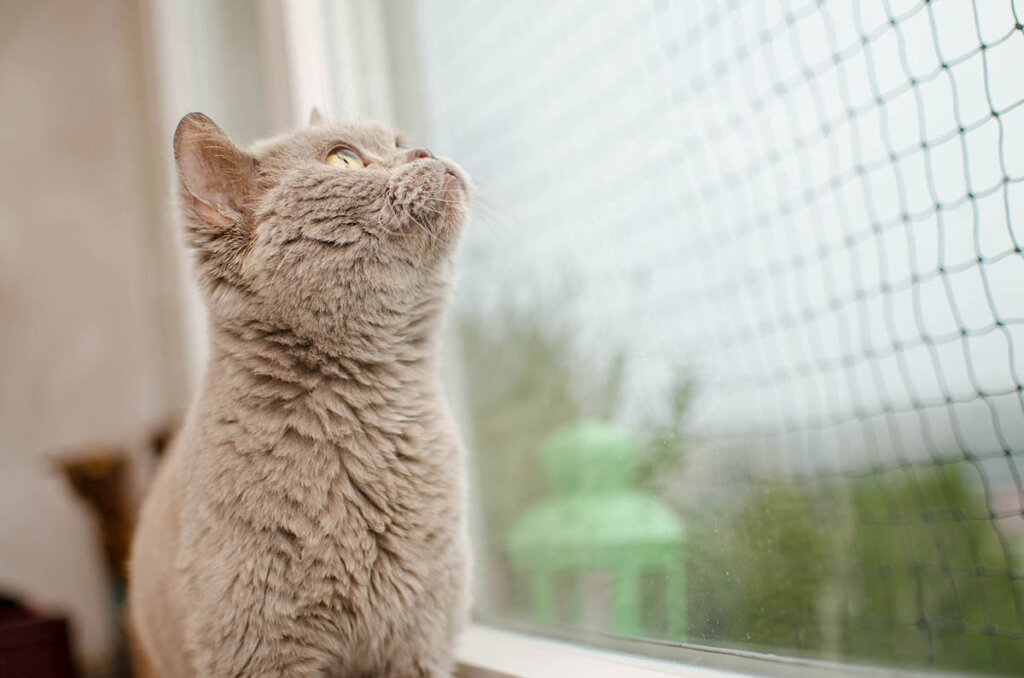 Katze sitzt vorm Fenster