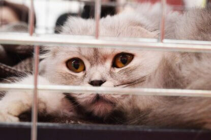 Katze hinter einem Gitter