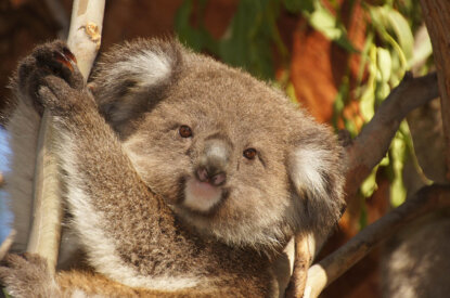 Koalabaer