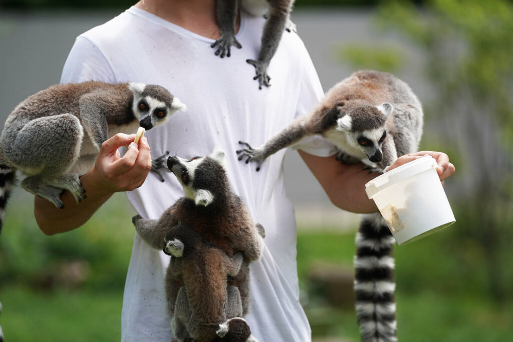 Lemure kleattern auf Haenden und Kopf einer Person.