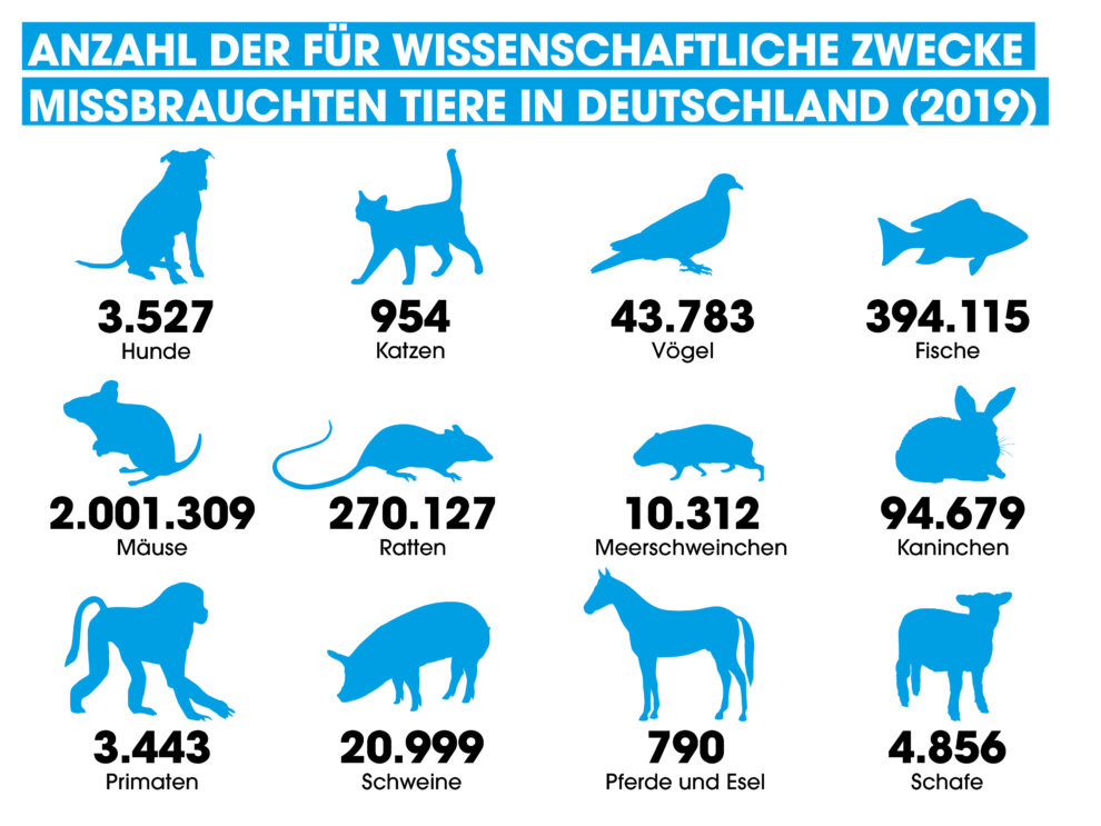 An Welchem Tier Sterben Die Meisten Menschen In Deutschland www.peta.de