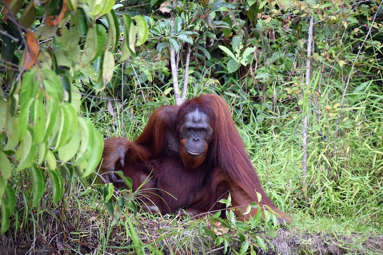 Der Orang-Utan: 10 faszinierende Fakten über Orang-Utans