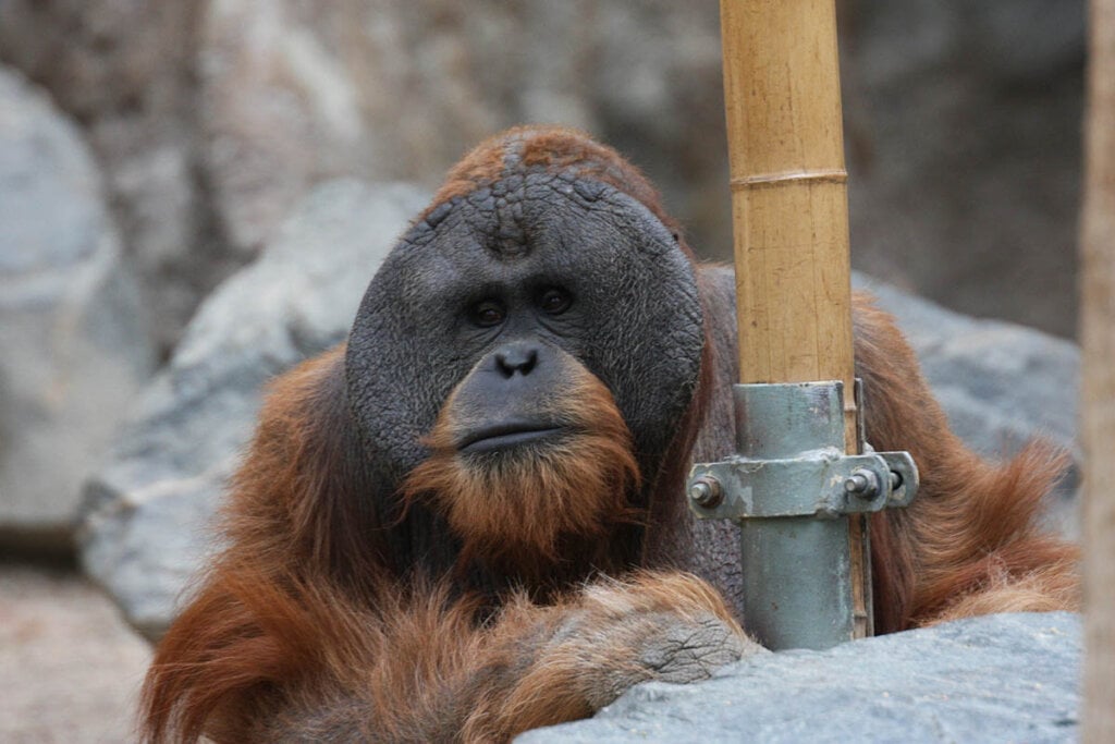 Orang Utan