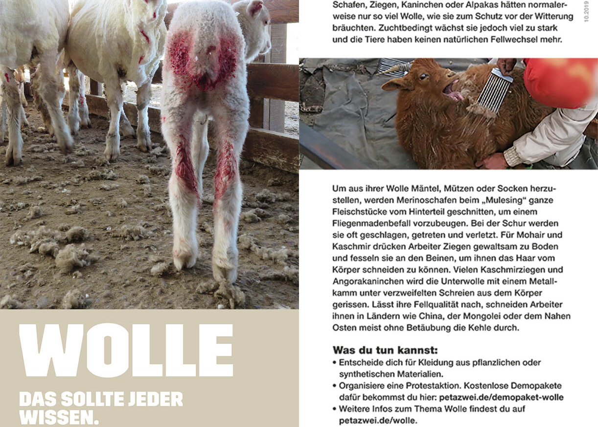 Flyer ueber Wolle