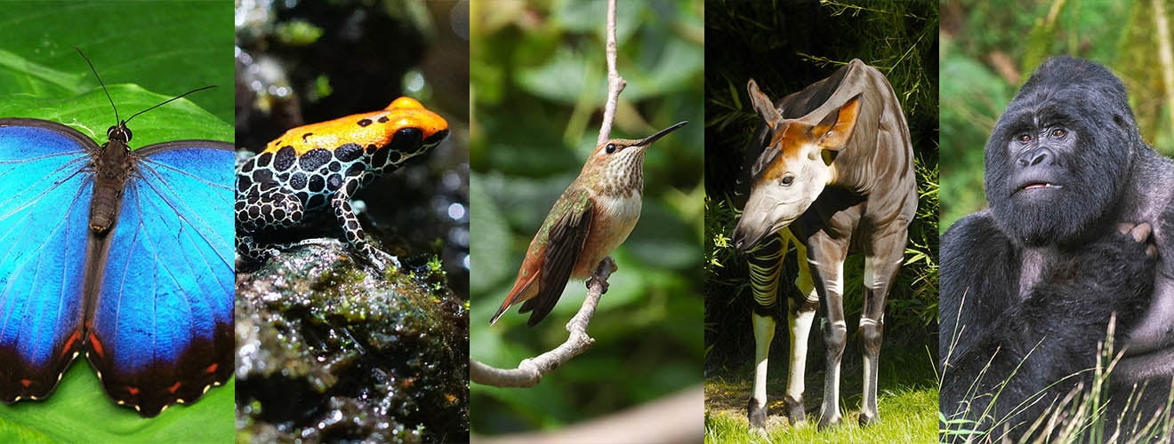 Tiere Im Regenwald Die Faszinierende Artenvielfalt Des Dschungels Peta Deutschland E V