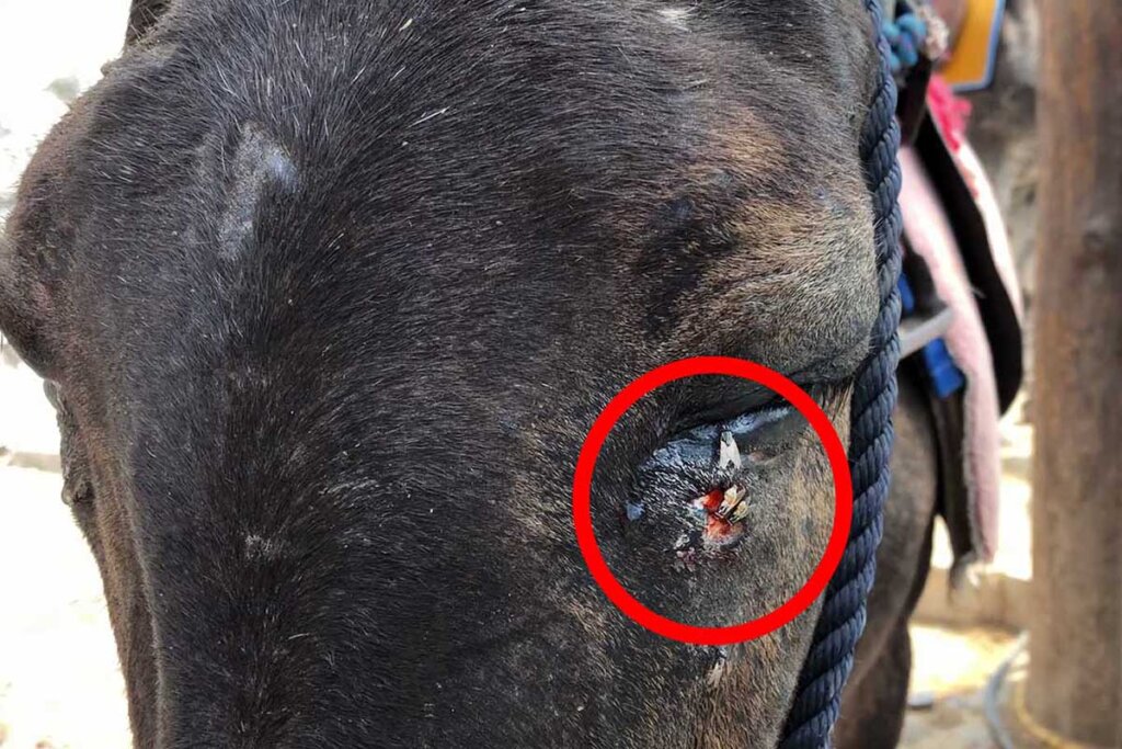 Verwundeter Esel aus Santorin