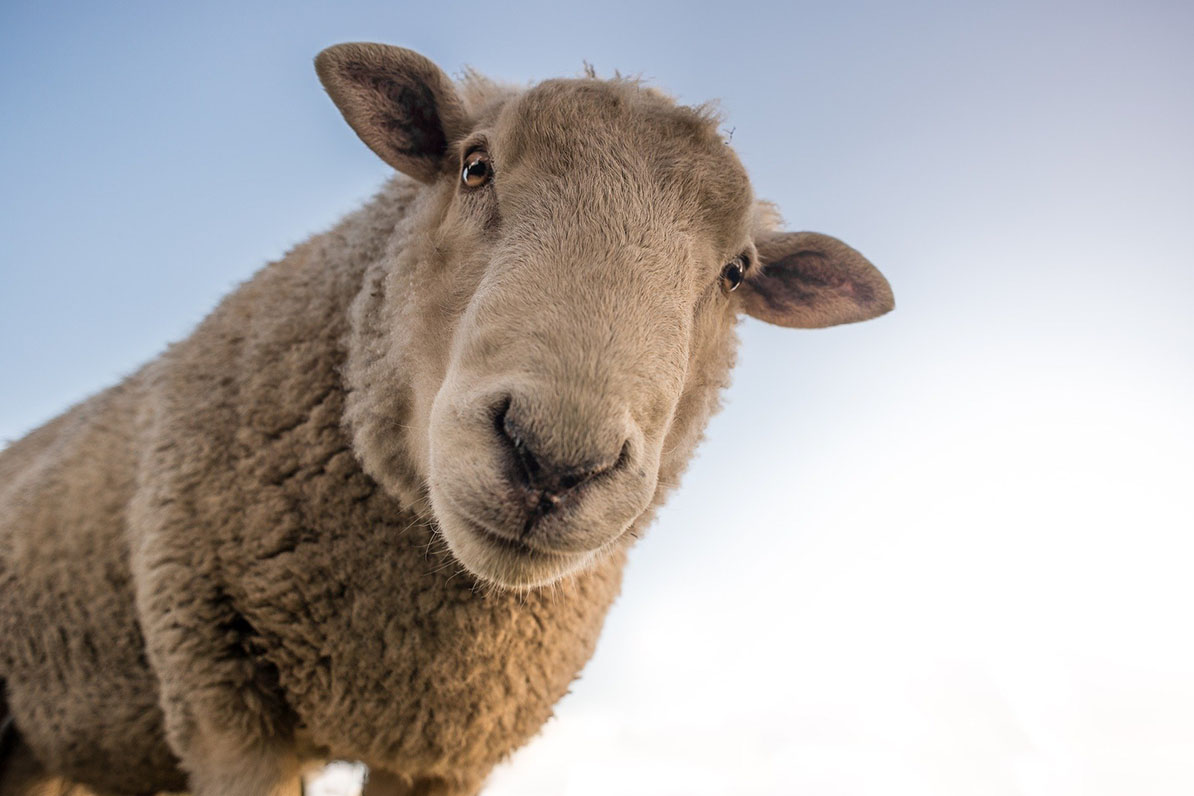 Ein Schaf schaut in die Kamera vor blauem Himmel.