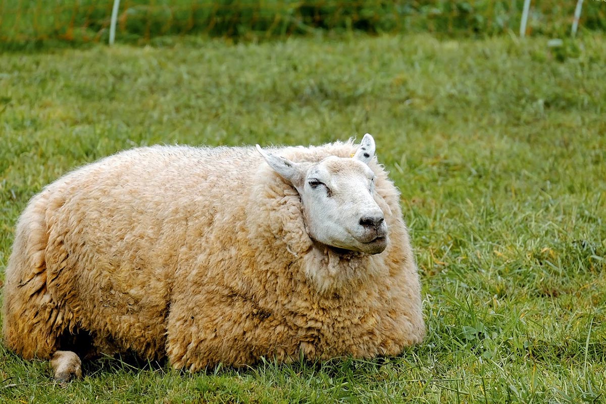 Schafe Schubsen