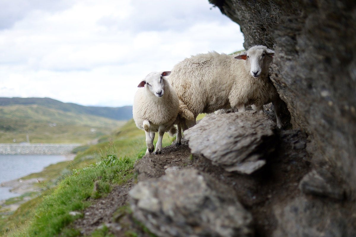 Zwei Schafe stehen vor einer Wiese auf Felsen.