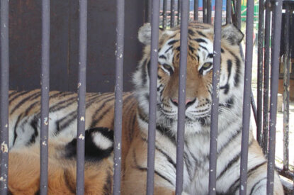 Tiger im Zirkuskaefig