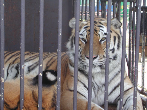 Zirkus Constanze Busch – Chronik der Tierschutzverstöße und weitere Vorfälle