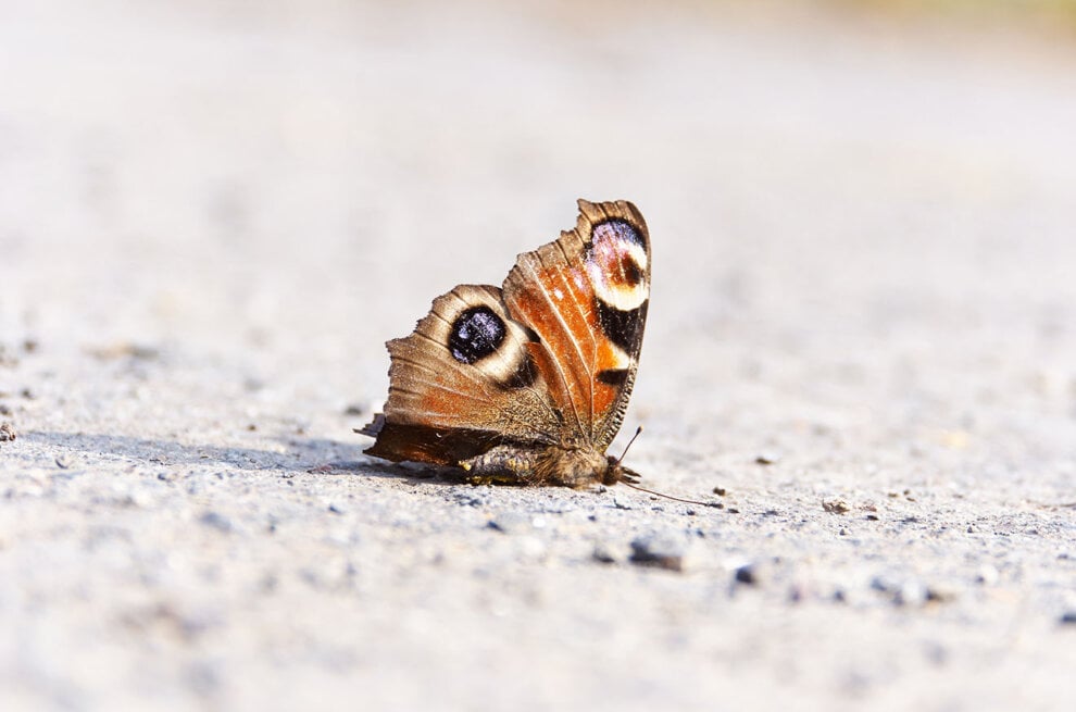 Toter Schmetterling am Boden