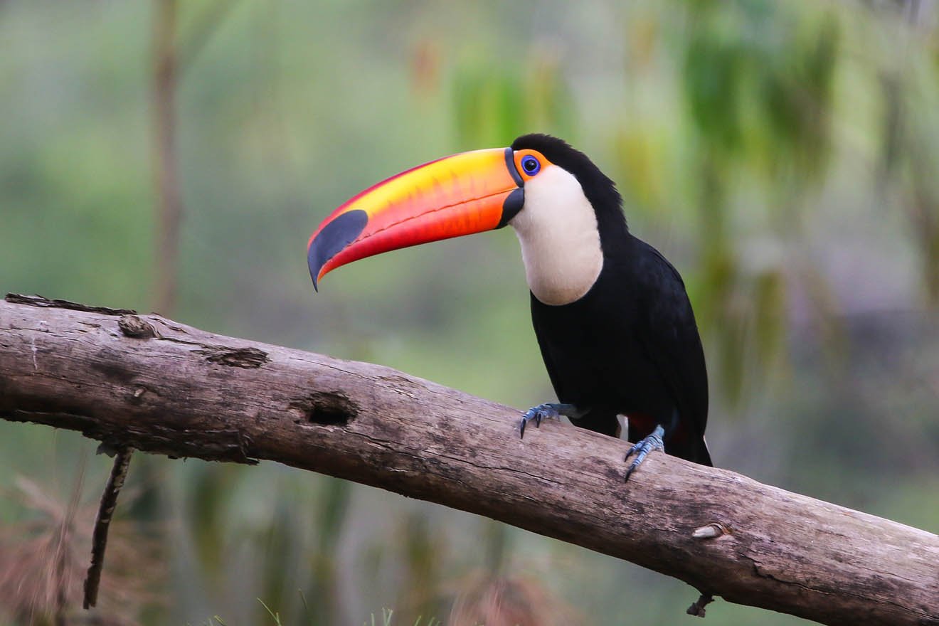 Tiere im Regenwald: Faszinierende Artenvielfalt des Dschungels