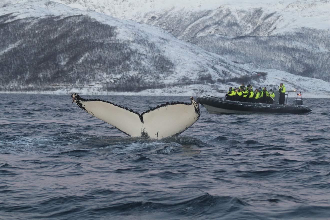 Walfang: Die Jagd auf Wale ist brutal und völlig unnötig