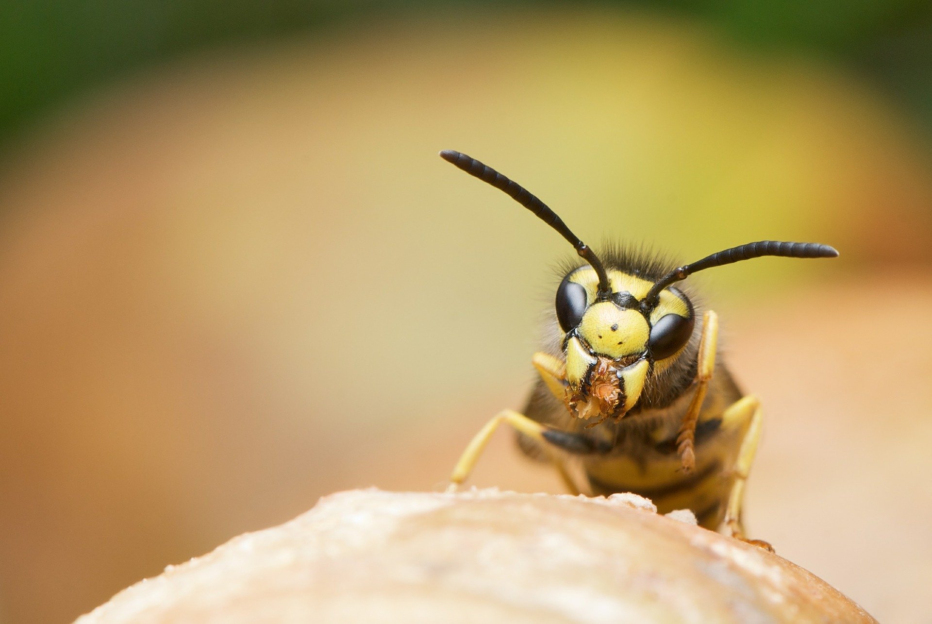 Wespen vertreiben: Was hilft gegen Wespen? 7 tierfreundliche Tipps