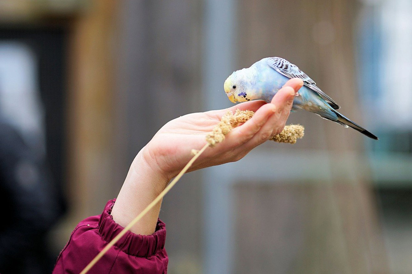 Vogelhaltung: 11 Tipps für die Haltung von Wellensittich & Co.