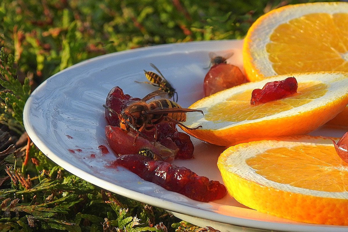 Wespen vertreiben mit Obst