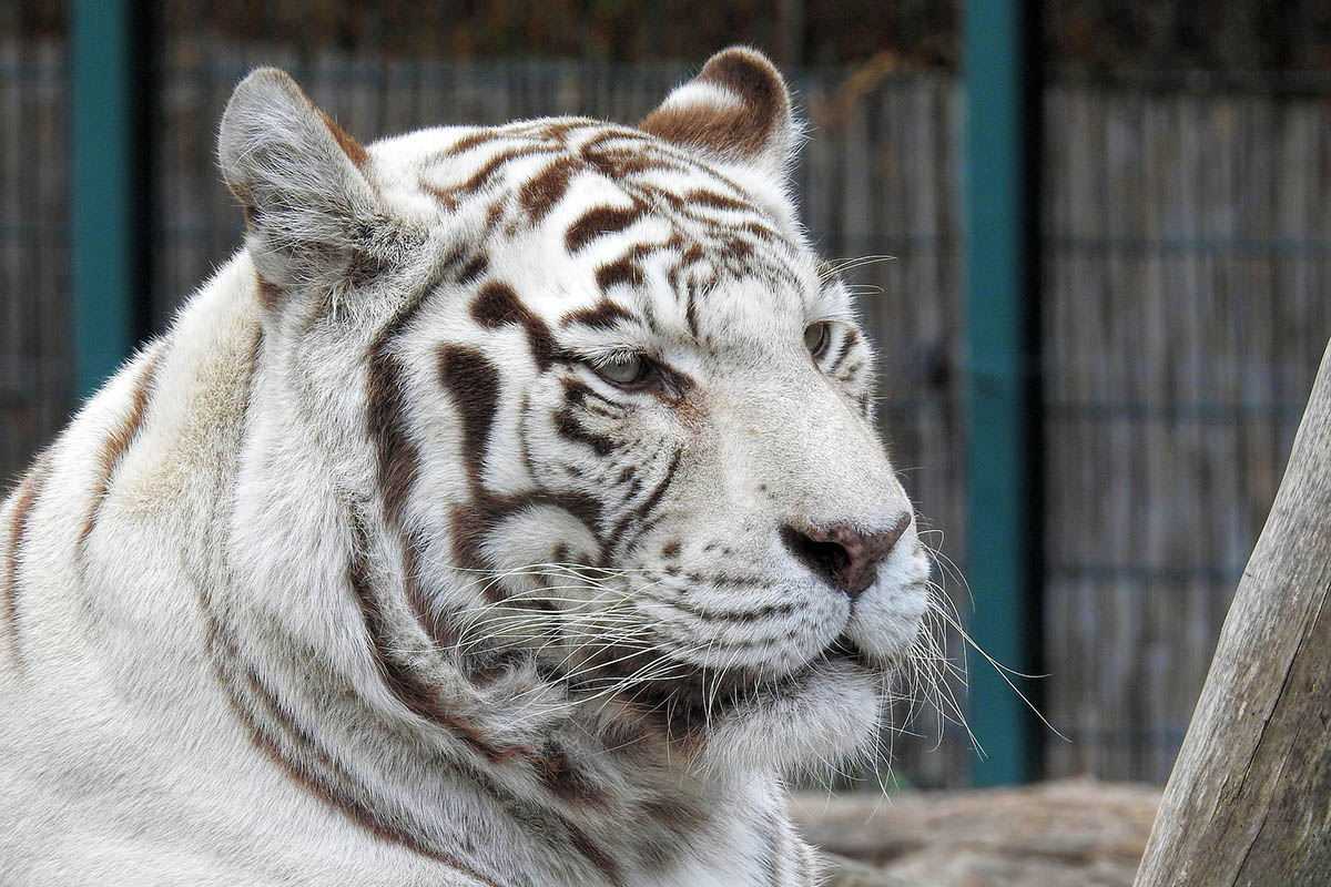 Zirkusunfall: Betrunkener will Tiger streicheln und wird schwer verletzt