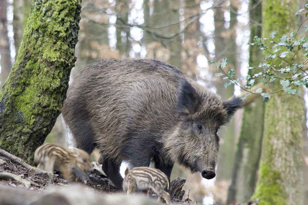 wildschwein im wald