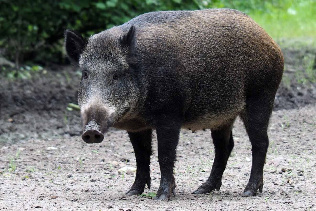 Wildschweinbegegnung – was tun? So verhalten Sie sich richtig!