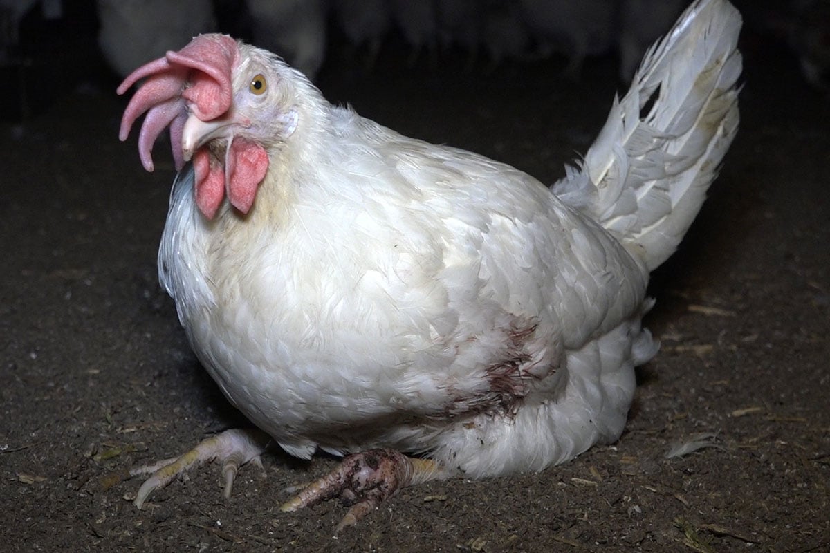 Birkel mit 6 einfachen Schritten eifrei machen