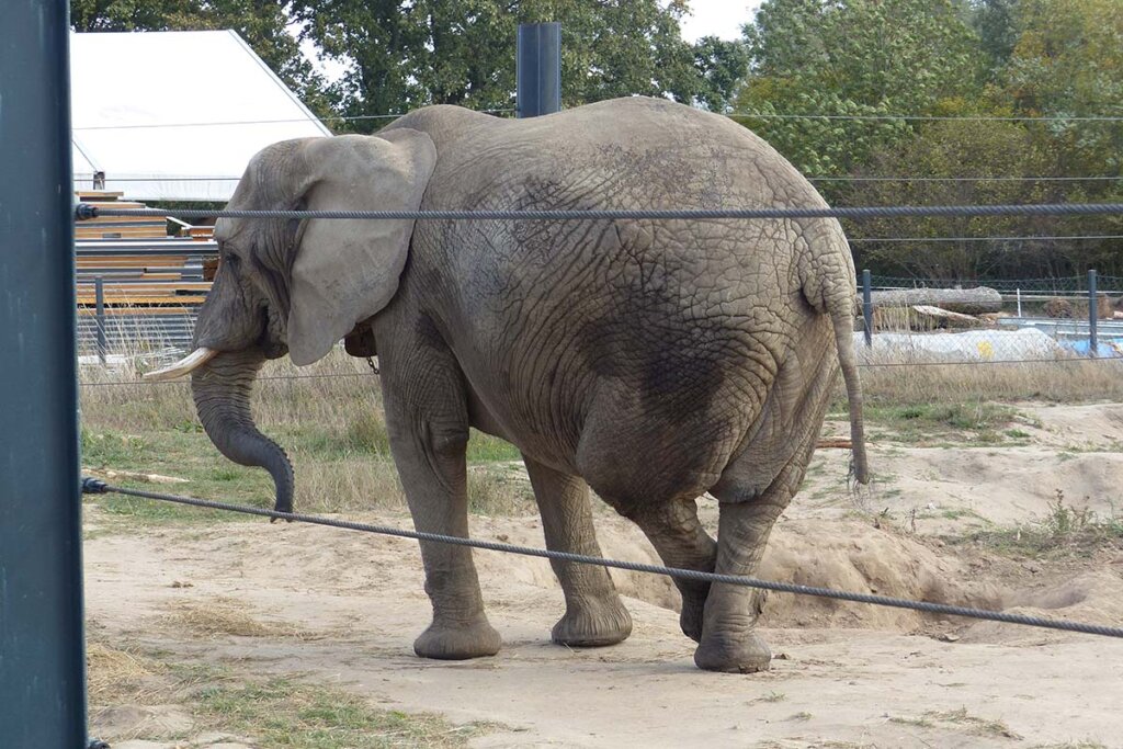 Elefant